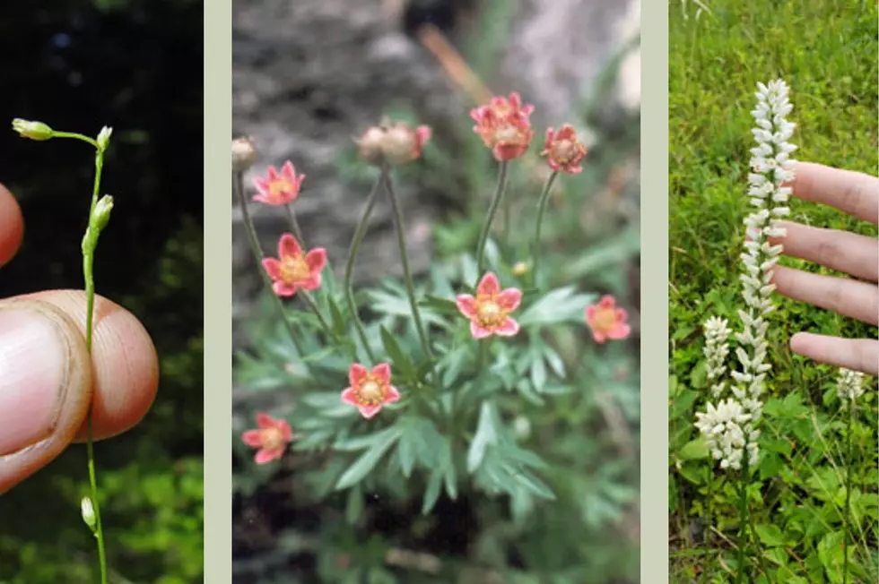 10 Rare and Endangered Plants of Maine To Look Out For On Your Outdoor Summer Adventures