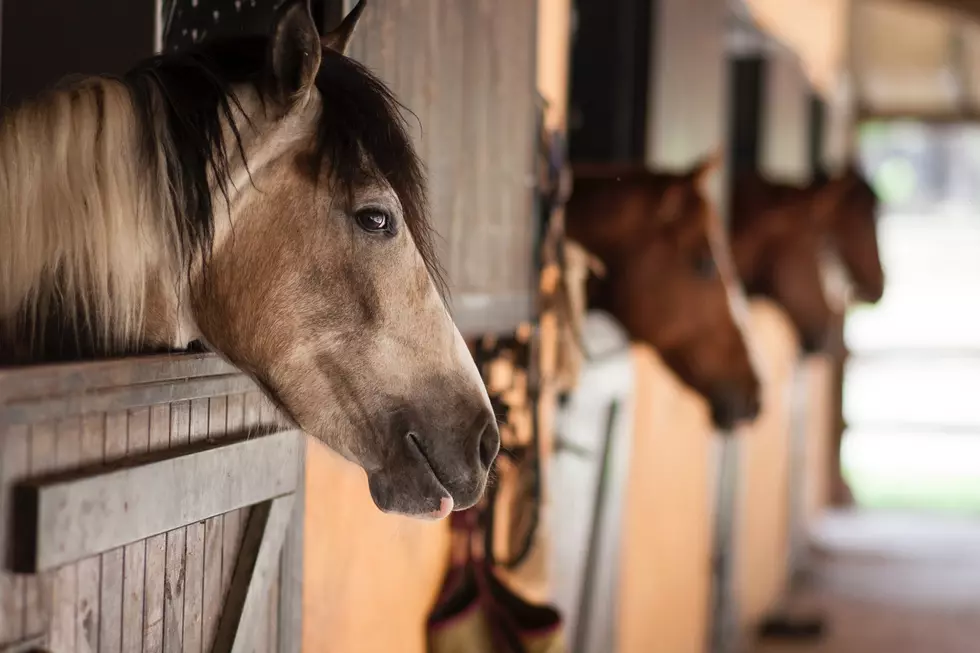 Hang Out With Horses This Saturday At Free ‘Open Barn’ Event In Bar Harbor