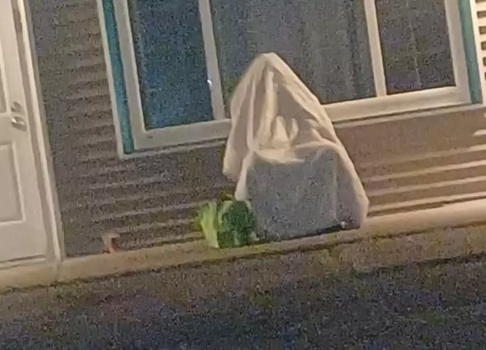 A Guy In A Sheet Plays Hide & Seek With The Belfast PD