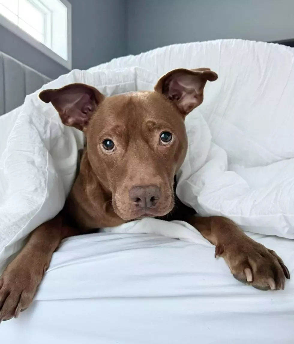Maine’s Superstar Social Media Dog ‘Tatum’ Wins A ‘Webby’ Award