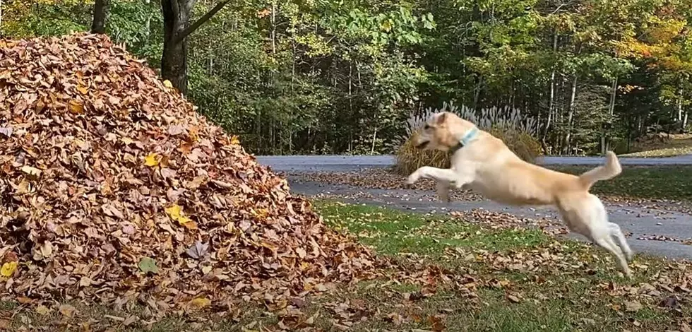 Stella’s Epic Leaf Jumps Make Her Maine’s Fall 2025 Star