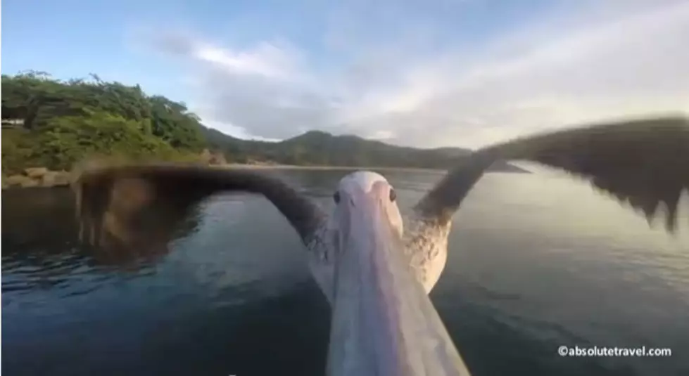 Pelican Selfie: One beak. One GoPro. One unique journey. (Video)