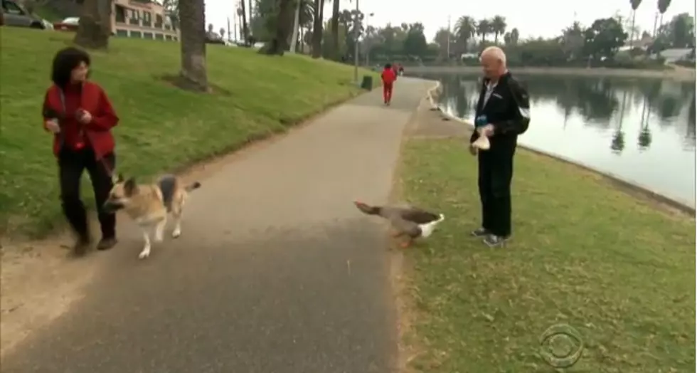 A Man and His Goose (Video)