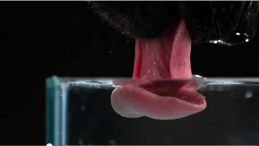 Slow-Mo Dogs Drinking Water (Video)