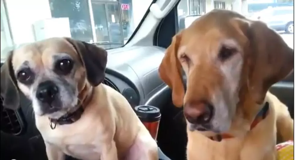Two Dogs, One Cone (Video)