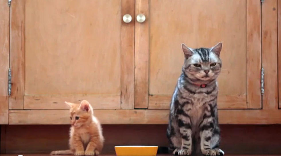 A Open Letter to a Kitten From a Cat [VIDEO]