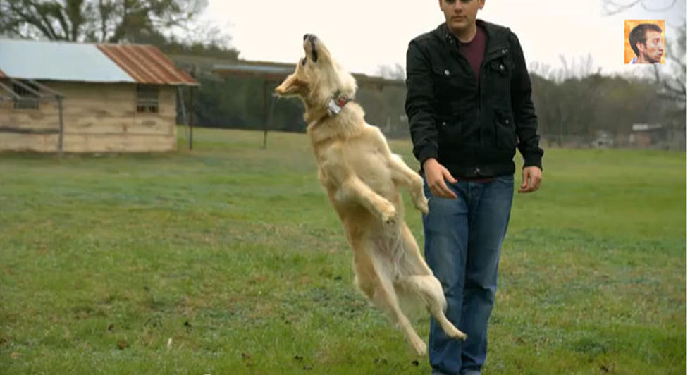 Leaping Slow Mo Dog [Video]