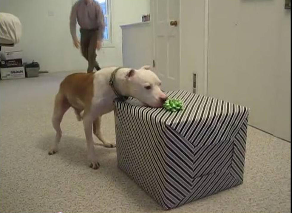 Dog Celebrates 11th Birthday [VIDEO]