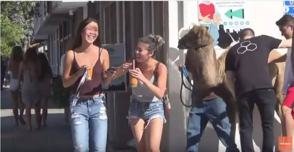 Nice Camel Toe [VIDEO]