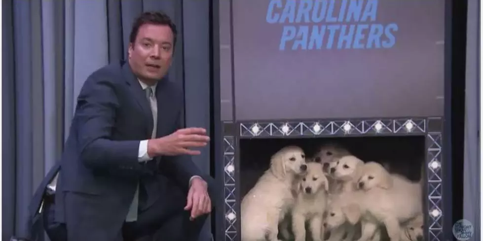 Puppies Predict Super Bowl 50 [VIDEO]