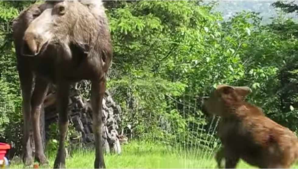 Moose In a Sprinkler [VIDEO]