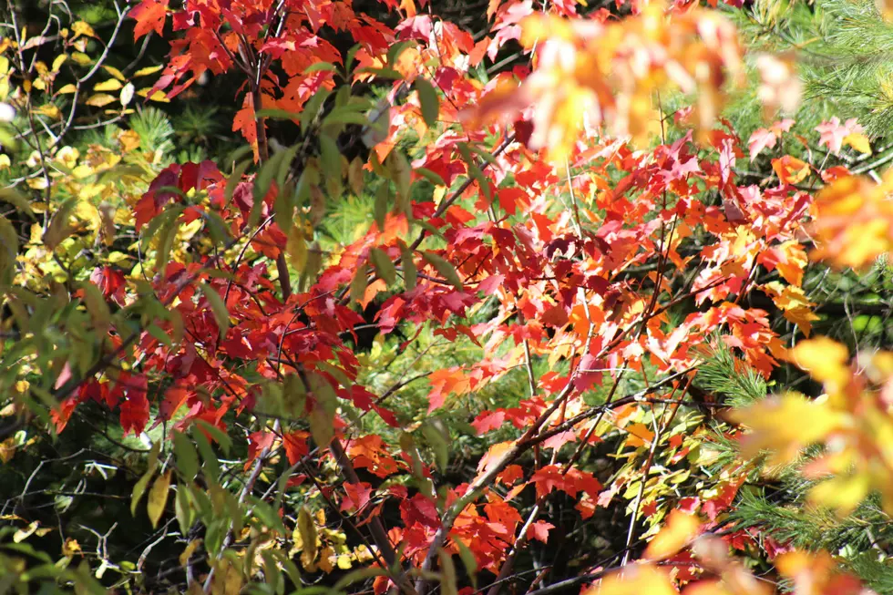 Foliage Photos October 4 [PHOTOS]