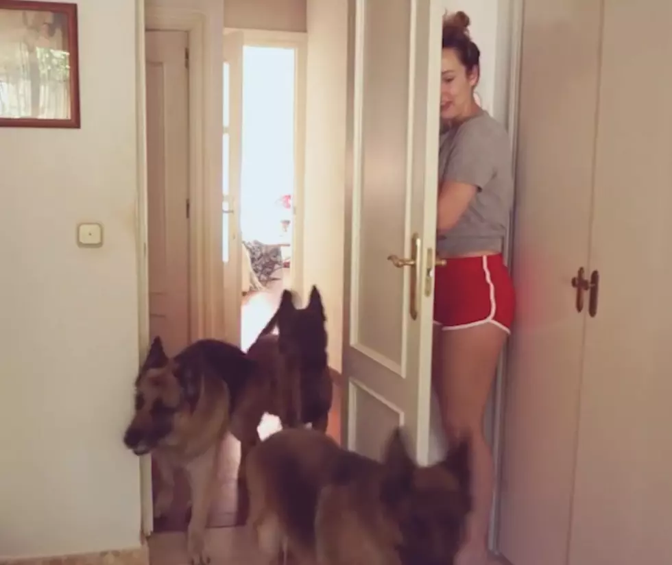 Playing Hide and Seek with the Dogs [VIDEO]
