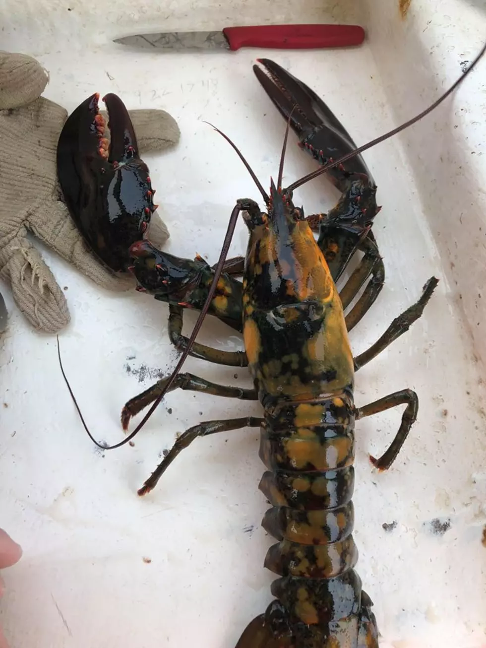 Another Calico Lobster Landed [PHOTOS]