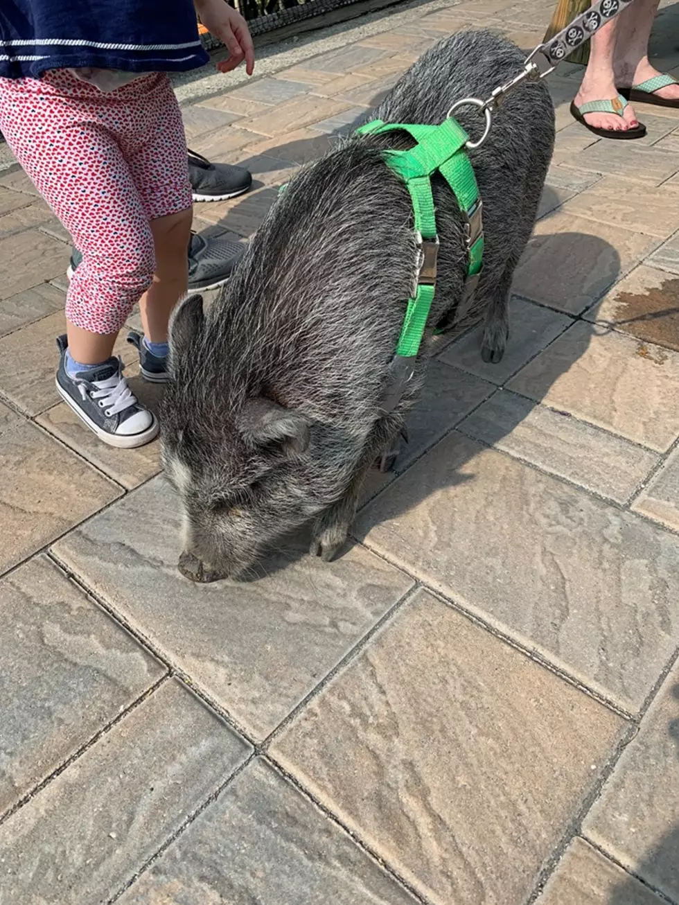 When Your Pig Vacations in Bar Harbor