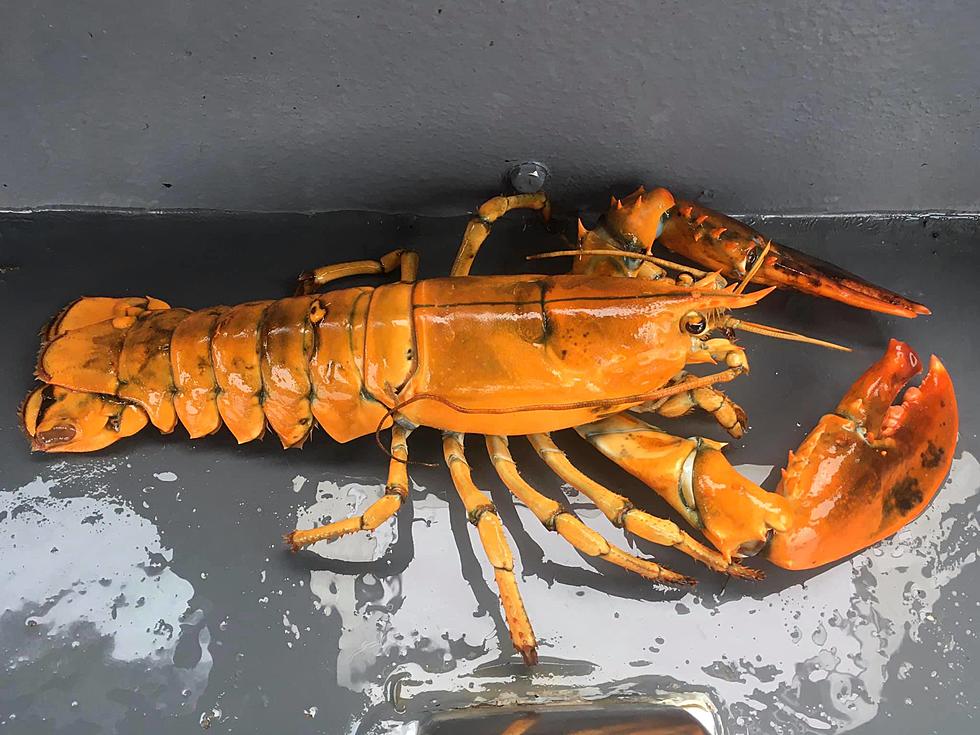 A 1 In 30 Million Orange Lobster [PHOTOS]