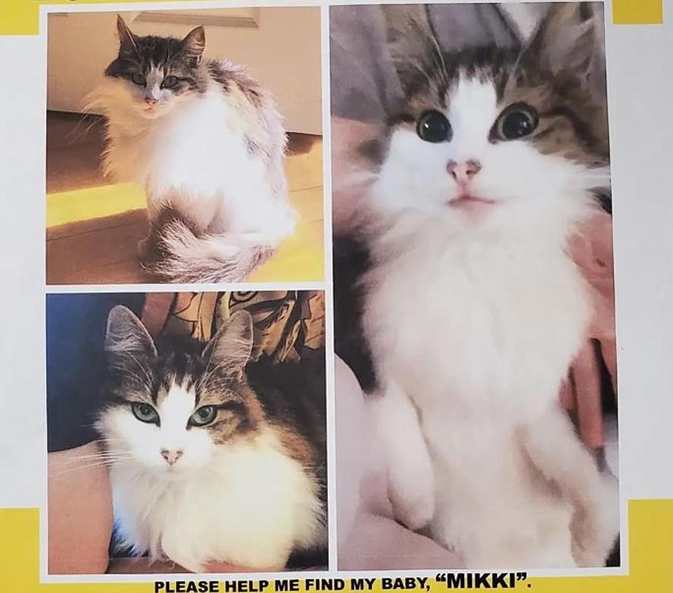 Mikki Is Missing From the Oak Point Road in Trenton