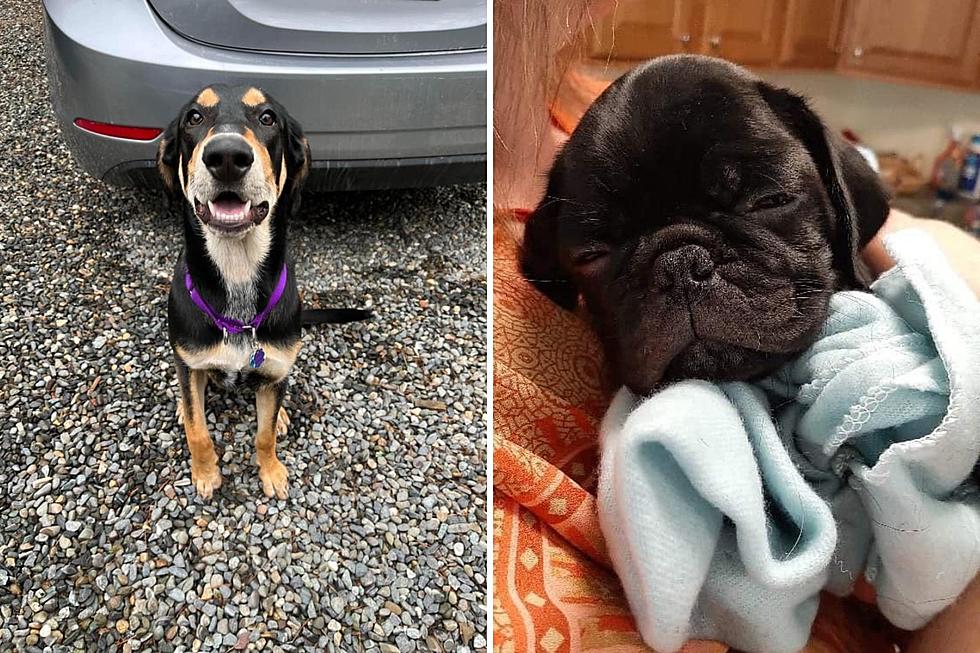 Moose Is a Hero, Helps Find Lost Pug Puppy, Pickles, in Bar Harbor