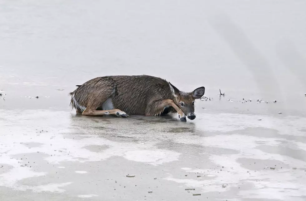 Oh Deer! Southwest Harbor Fire and Police Attempt to Rescue Deer Fallen Through Ice [PHOTOS]