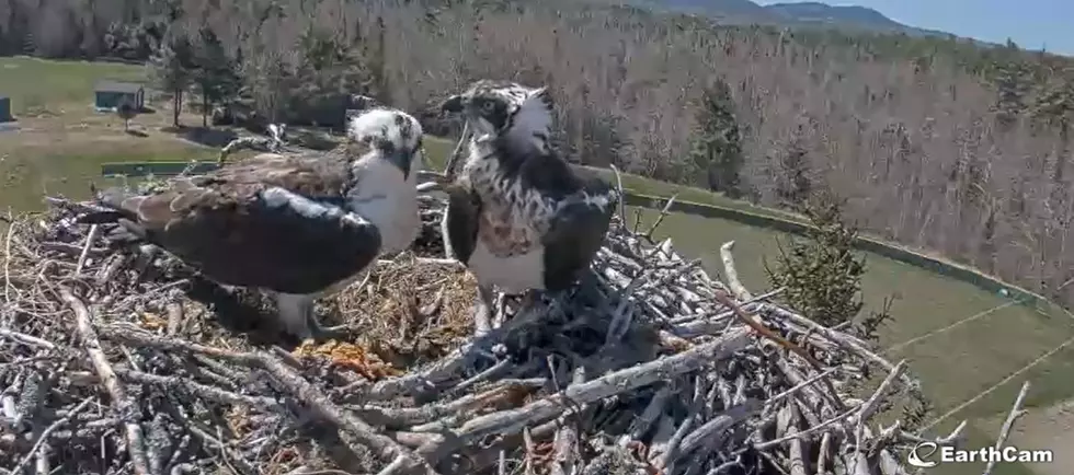 Check Out Live Video of an Osprey Nest at MDI High School