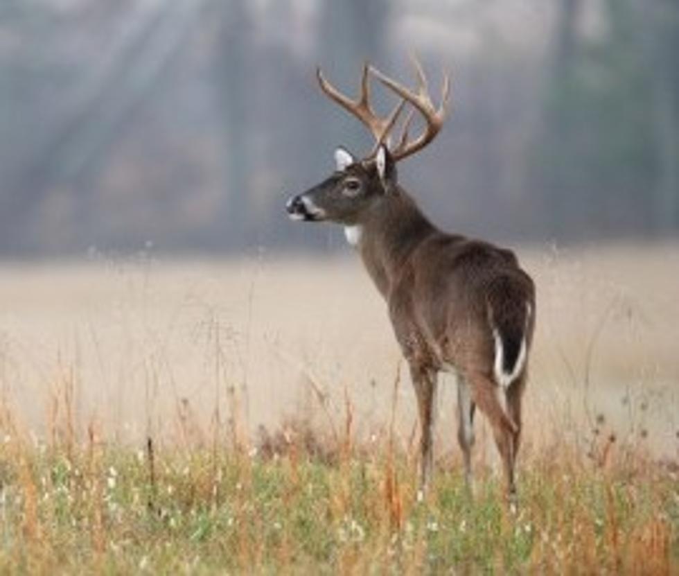 Avoiding Deer on Southern Tier Roadways