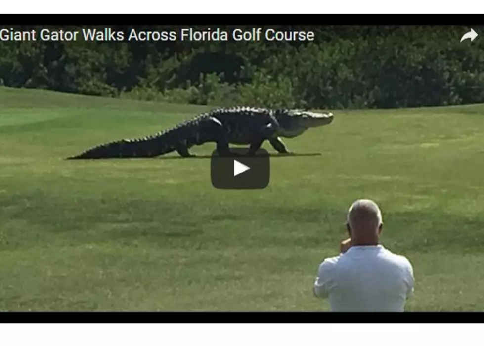 There’s A Dinosaur – I Mean Alligator – Roaming This Golf Course!