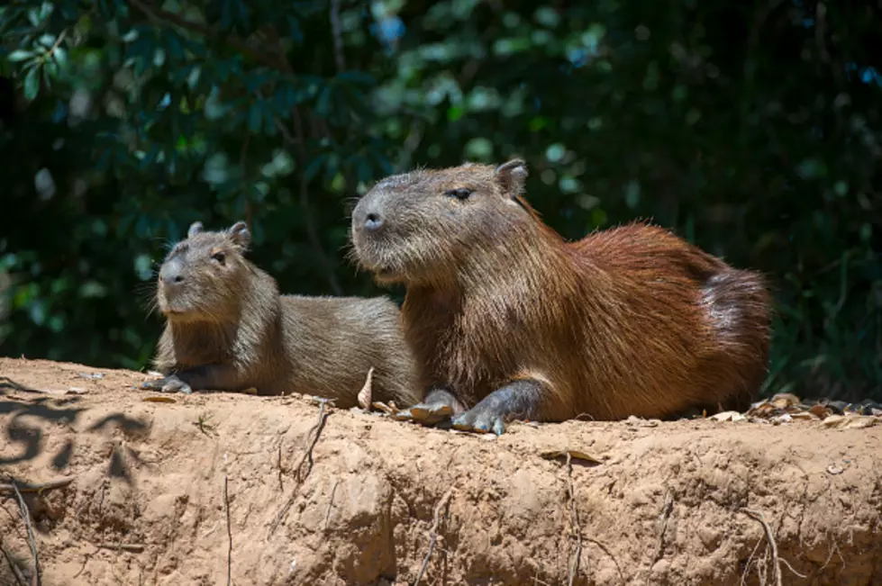 Afraid Of Rodents? Two Of The World&#8217;s Largest Are On The Run!