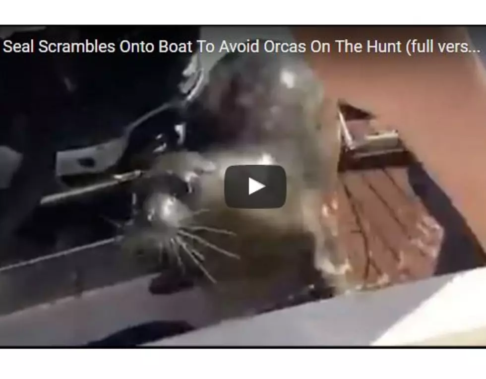 Seal Narrowly Escapes Death