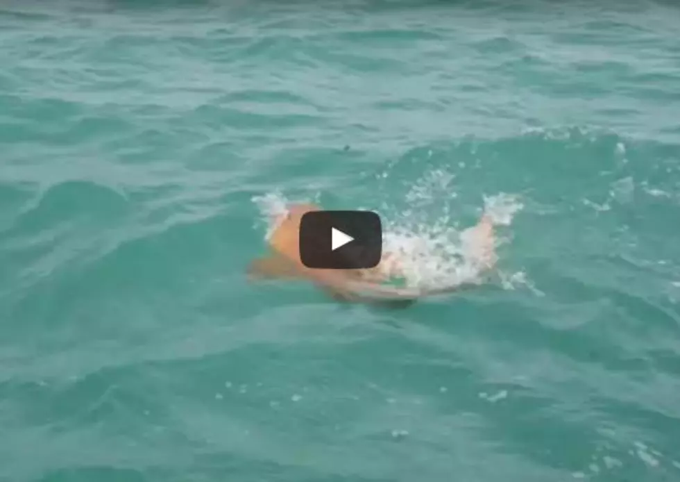This Fish Just Swallowed A Shark Whole! [WATCH]