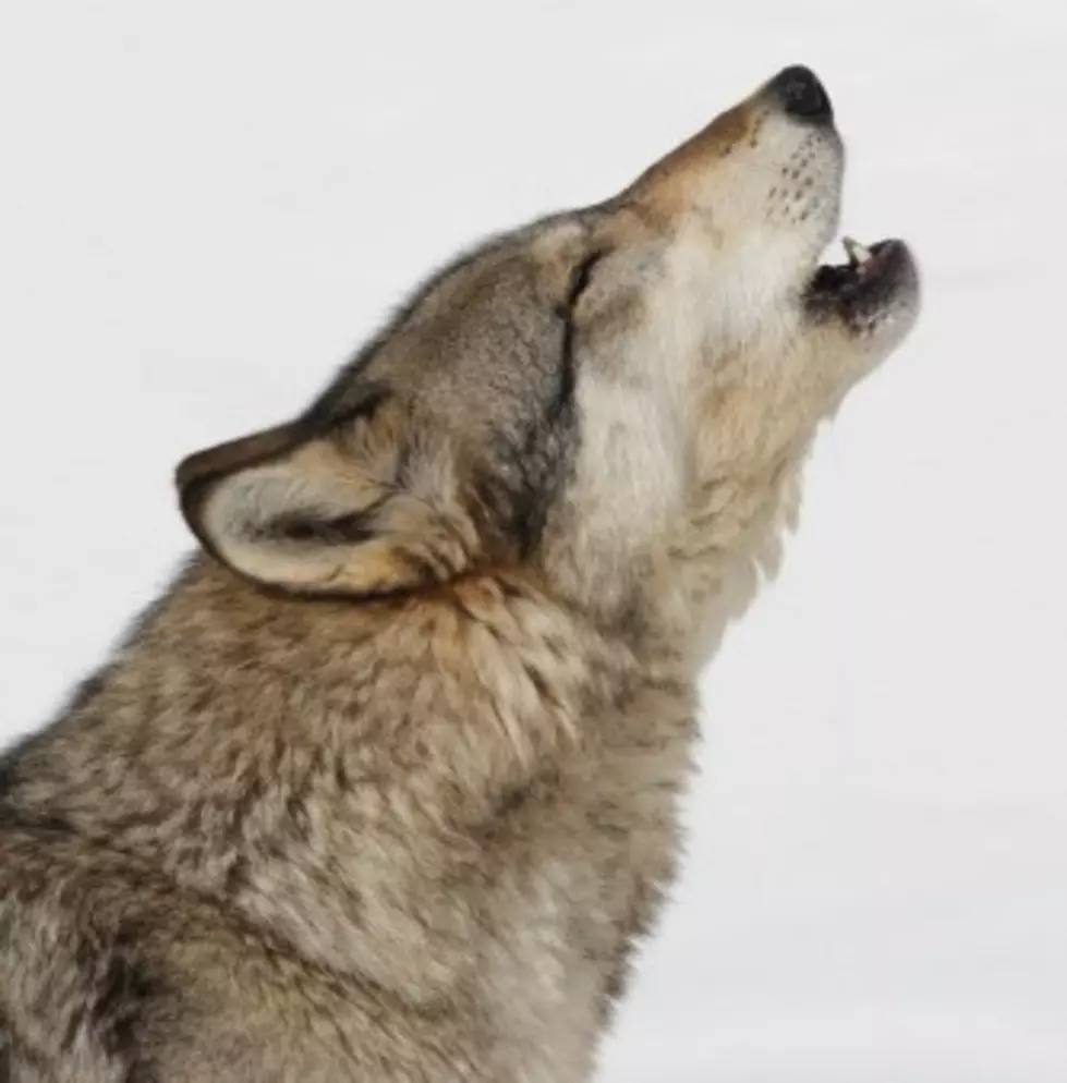 Laziest Wolf Howl Ever?