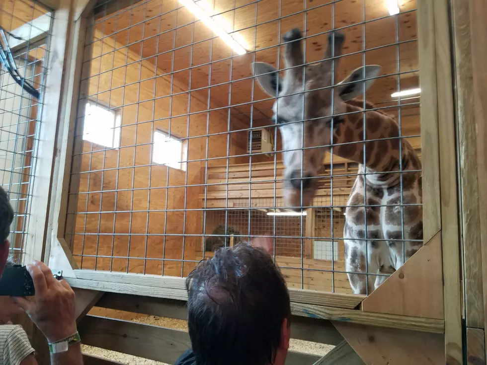April The Giraffe’s Last Calf, Azizi Passes Away