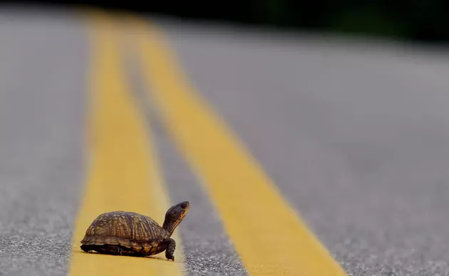 Turtle Crossing Ahead