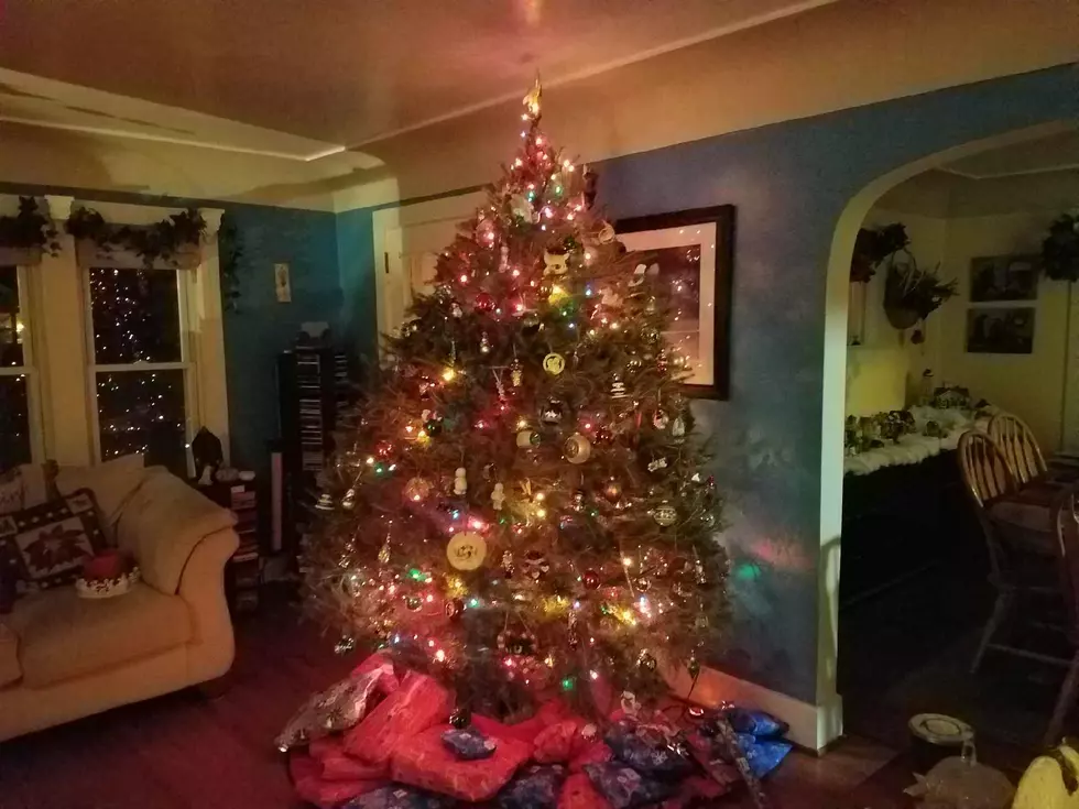 Family Finds Owl Hiding in Christmas Tree