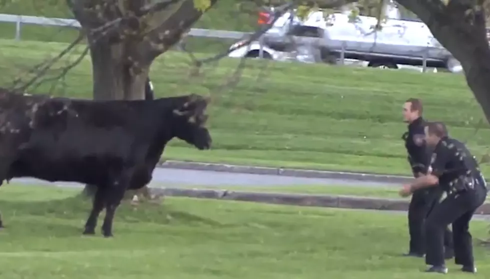 ON THE LOOSE: Cows Cause Police Frenzy in Central NY [VIDEO]