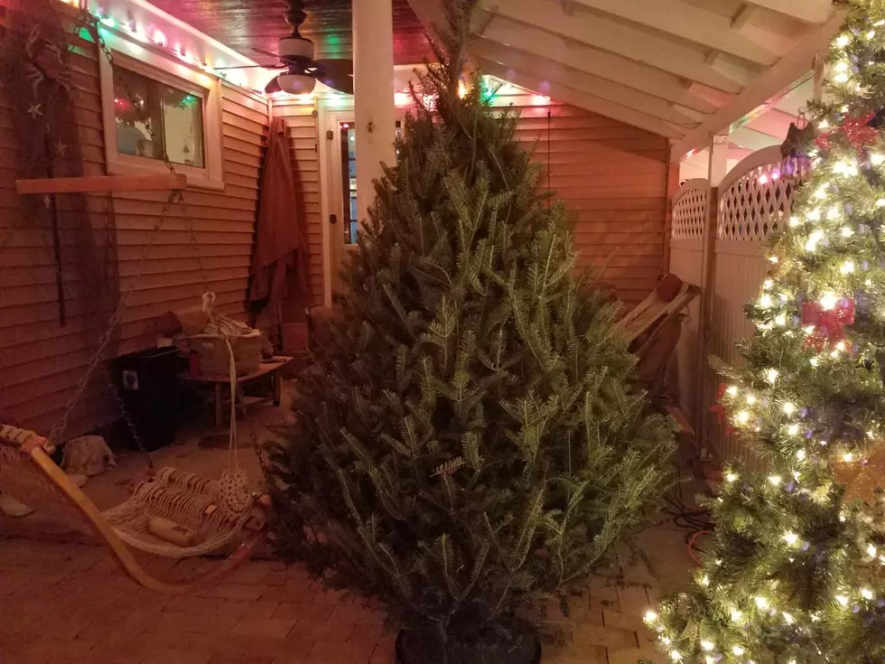 Not a Bad Tree for Picking It Out in the Dark