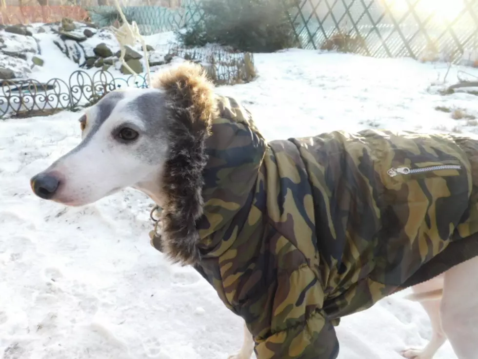 Protecting Your Pet From Extreme Cold Isn’t Just Common Sense — It’s The Law