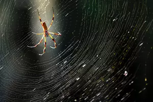 Spiders Don&#8217;t Have Ears, But Can They Sense Sounds?