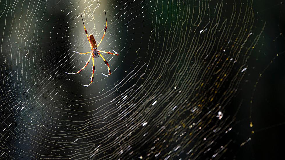 Spiders Don’t Have Ears, But Can They Sense Sounds?
