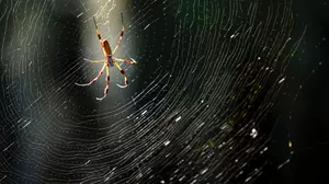 Spiders Don&#8217;t Have Ears, But Can They Sense Sounds?