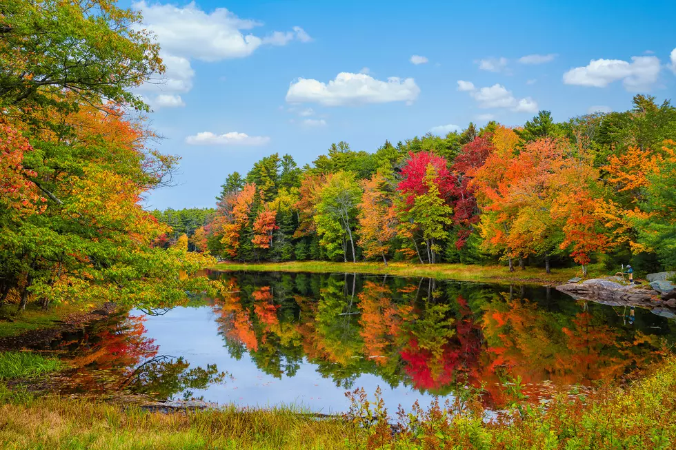 Bad News For The Fall Colors In The Binghamton, New York Area
