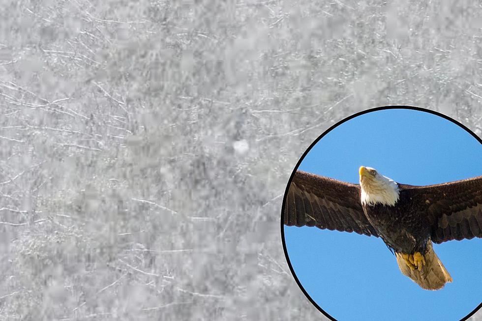 Winter Apparently The Best Time To Spot Bald Eagles In NY