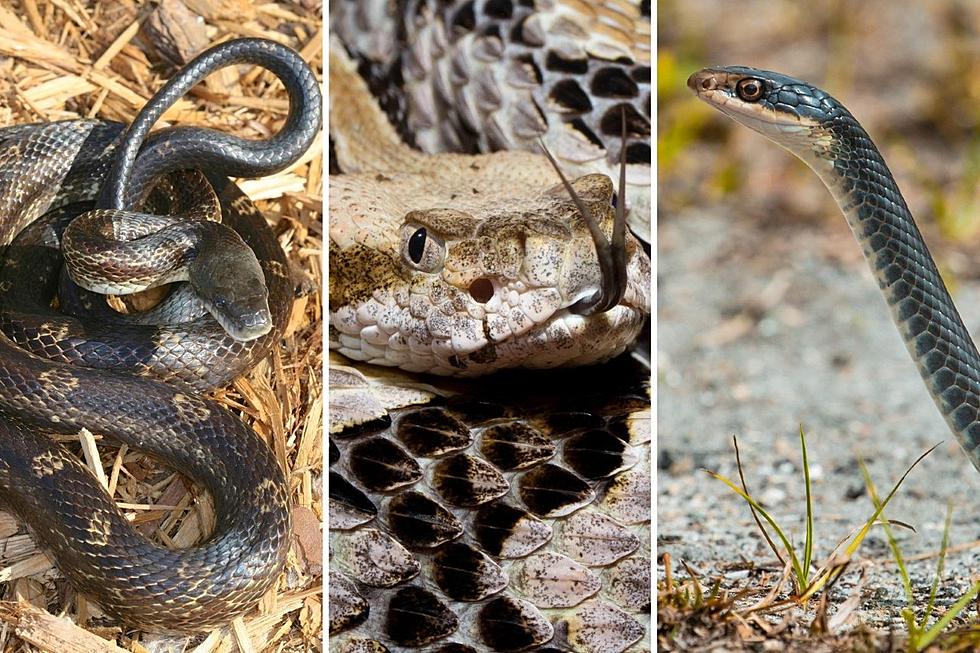  Snakes You Could Possibly See in Broome County, New York