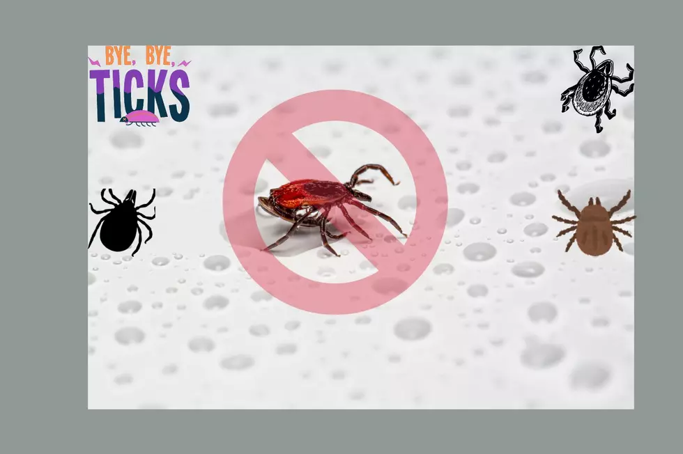 Expert Advice On Avoiding Tick Bites In New York And Pennsylvania
