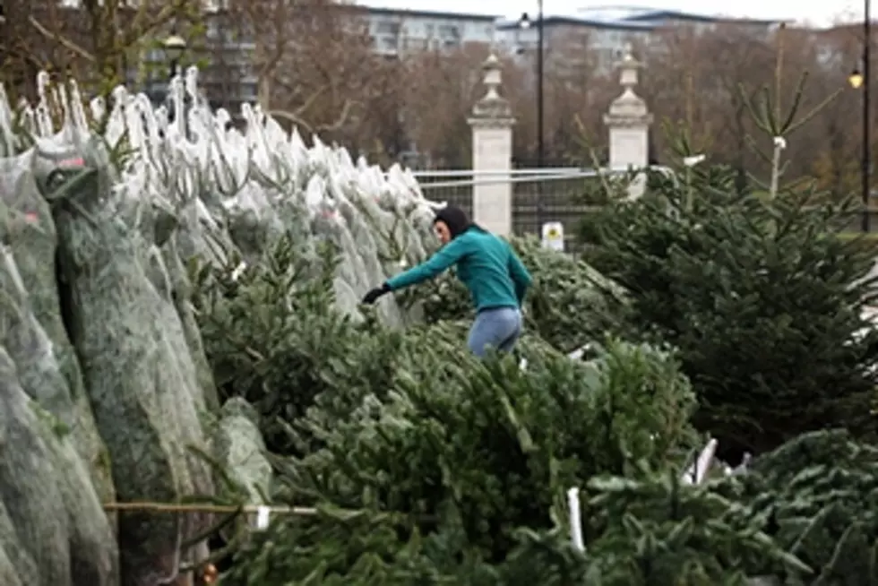 Are You Getting a Real Christmas Tree For the First Time?