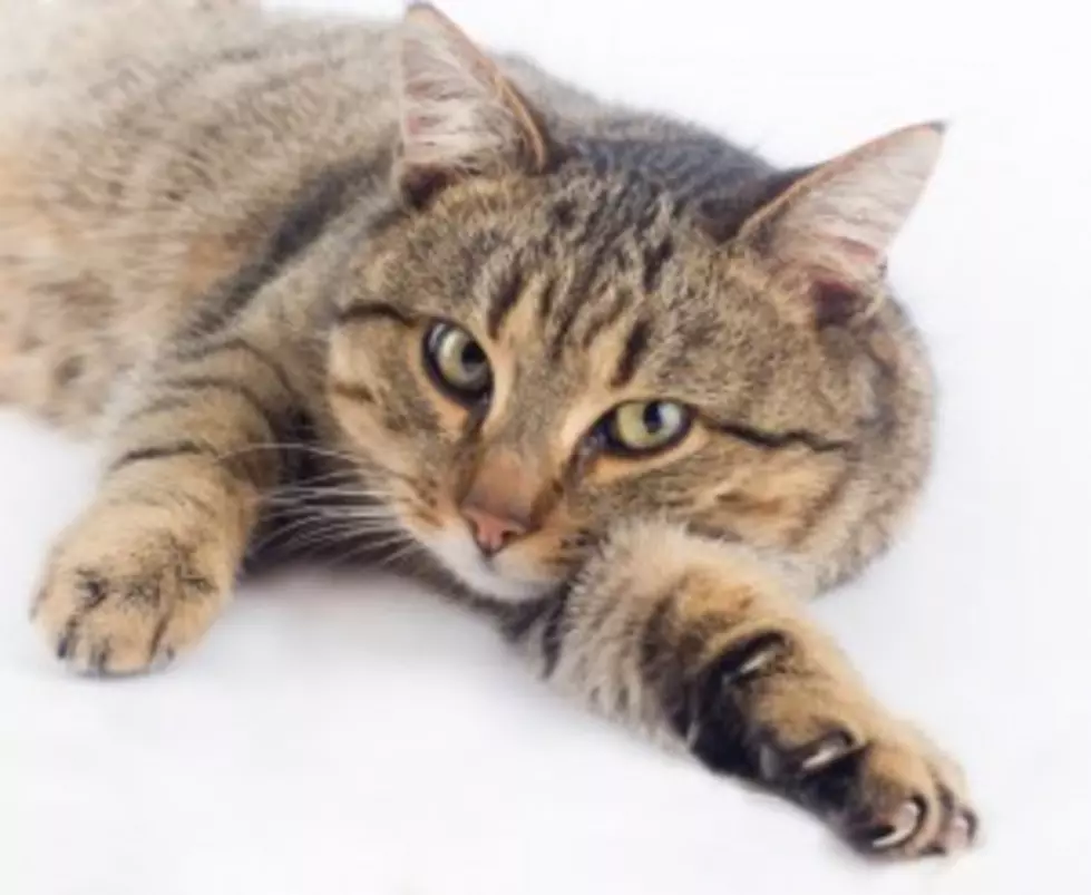 Cat Declawing May Be Illegal in New York State