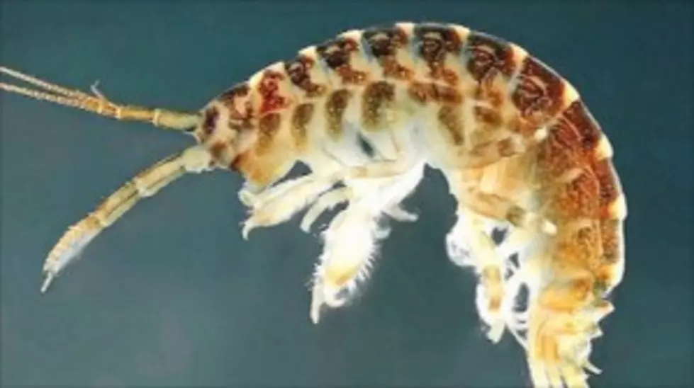 Killer Shrimp May Invade a Great Lake Near You
