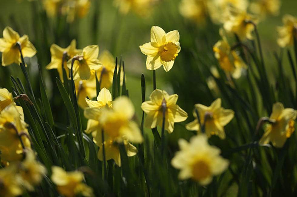 It’s the Earliest Spring in Over 100 Years and Here’s Why