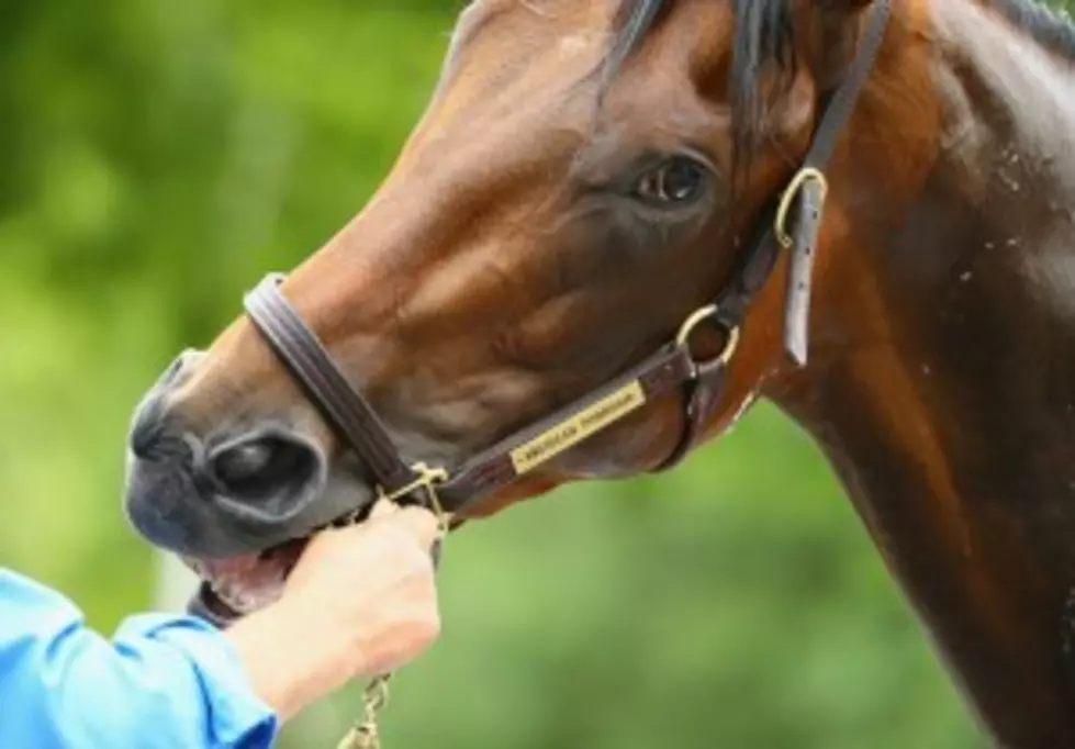 American Pharoah Tries to Make History at The Belmont Stakes Saturday