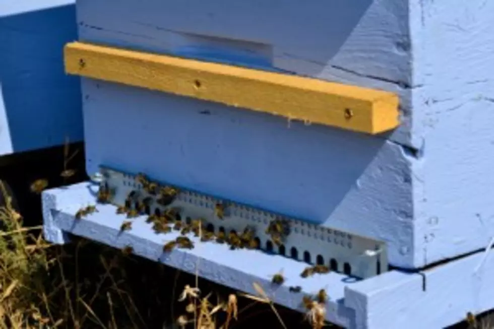 VINES to Host Bee Box Workshop