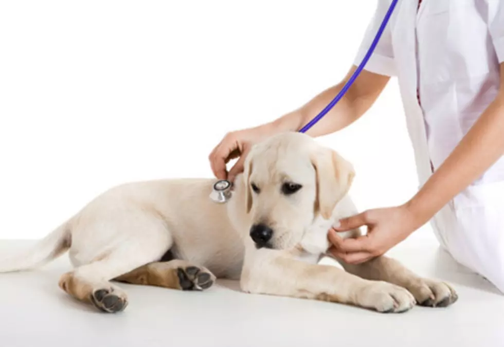 Seven Strangest Things Vets Have Removed From Dogs’ Stomachs